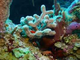 Finger Coral IMG 4945